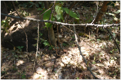 Acacia torta